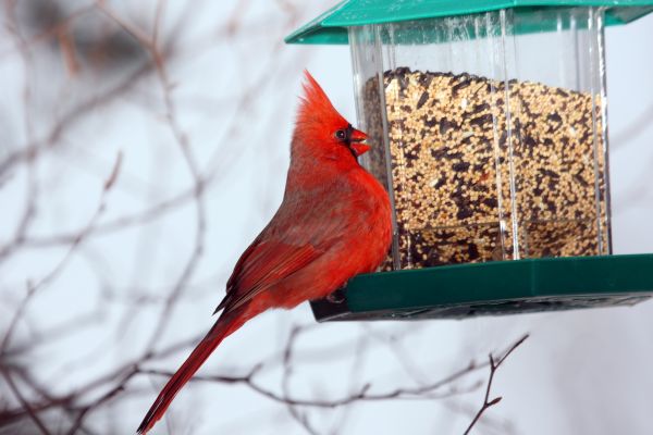 Cost of Bird Feeder Hanging in Westerville